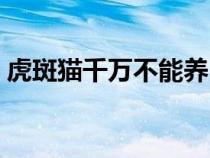 虎斑貓千萬(wàn)不能養(yǎng)（貍花貓和虎斑貓的區(qū)別）