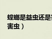 螳螂是益蟲還是害蟲 視頻（螳螂是益蟲還是害蟲）