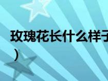 玫瑰花長(zhǎng)什么樣子圖片（玫瑰花的樣子和特點(diǎn)）