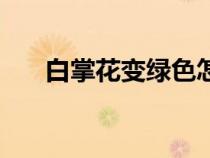 白掌花變綠色怎么回事（白掌花變綠）
