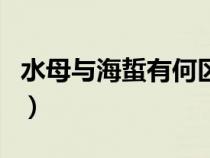 水母與海蜇有何區(qū)別呢（水母與海蜇有何區(qū)別）