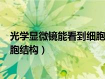 光學顯微鏡能看到細胞哪些結(jié)構(gòu)（光學顯微鏡下能看到的細胞結(jié)構(gòu)）