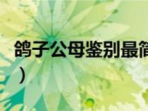 鴿子公母鑒別最簡單方法（鴿子怎么分辨公母）
