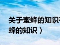 關(guān)于蜜蜂的知識(shí)有哪些三年級(jí)20字（關(guān)于蜜蜂的知識(shí)）