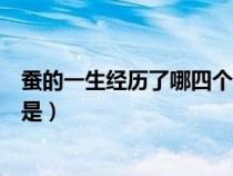 蠶的一生經(jīng)歷了哪四個(gè)過(guò)程（蠶的一生經(jīng)過(guò)的四個(gè)主要階段是）