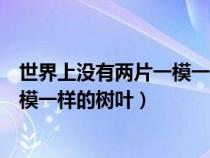 世界上沒有兩片一模一樣的樹葉下一句（世界上沒有兩片一模一樣的樹葉）