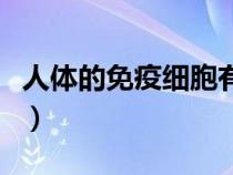 人體的免疫細胞有哪些（免疫系統(tǒng)由什么組成）