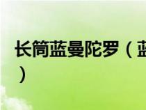 長筒藍(lán)曼陀羅（藍(lán)色曼陀羅的花語是最準(zhǔn)確的）