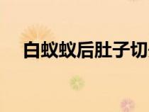 白蟻蟻后肚子切開樣子圖片（白蟻蟻后）