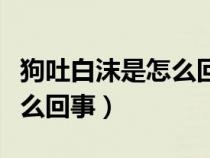 狗吐白沫是怎么回事怎么治療（狗吐白沫是怎么回事）