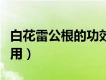 白花雷公根的功效與作用（雷公根的功效與作用）