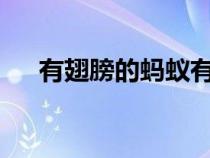 有翅膀的螞蟻有毒嗎?（有翅膀的螞蟻）