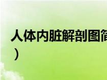 人體內(nèi)臟解剖圖簡(jiǎn)筆畫可愛（人體內(nèi)臟解剖圖）