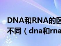 DNA和RNA的區(qū)別只在于堿基種類(lèi)和五碳糖不同（dna和rna的區(qū)別）