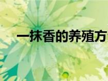 一抹香的養(yǎng)殖方法和注意事項(xiàng)（一抹香）