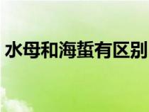 水母和海蜇有區(qū)別嗎(水母與海蜇有何區(qū)別) 水母和海蜇有區(qū)別嗎(水母與海蜇有何區(qū)別)