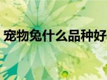 寵物兔什么品種好養(yǎng)活（寵物兔有什么品種）