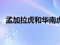 孟加拉虎和華南虎有什么區(qū)別（孟加拉虎）