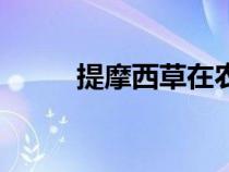 提摩西草在農村叫什么（提摩西）