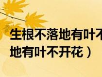 生根不落地有葉不開(kāi)花是什么蔬菜（生根不落地有葉不開(kāi)花）