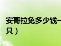 安哥拉兔多少錢一只幼崽（安哥拉兔多少錢一只）