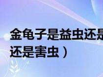 金龜子是益蟲還是害蟲吃香芋（金龜子是益蟲還是害蟲）