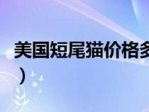 美國(guó)短尾貓價(jià)格多少錢一只(美國(guó)短尾貓價(jià)格) 美國(guó)短尾貓價(jià)格多少錢一只(美國(guó)短尾貓價(jià)格)