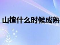 山楂什么時候成熟采摘（山楂什么時候成熟）