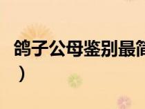 鴿子公母鑒別最簡單方法(鴿子怎么分辨公母) 鴿子公母鑒別最簡單方法(鴿子怎么分辨公母)