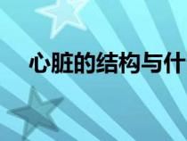 心臟的結(jié)構(gòu)與什么相適應（心臟的結(jié)構(gòu)）