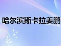 哈爾濱斯卡拉姜鵬老婆（哈爾濱斯卡拉姜鵬）