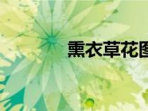 熏衣草花圖片大全（熏衣草）