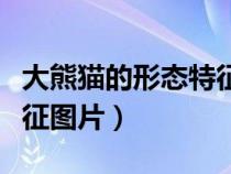 大熊貓的形態(tài)特征圖片大全（大熊貓的形態(tài)特征圖片）