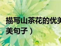 描寫山茶花的優(yōu)美句子摘抄（描寫山茶花的優(yōu)美句子）