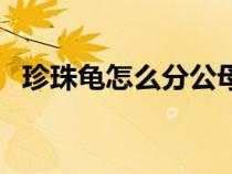 珍珠龜怎么分公母（珍珠龜為什么沒人養(yǎng)）