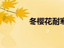 冬櫻花耐寒多少度（冬櫻花）
