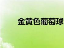 金黃色葡萄球菌是什么?。ń瘘S色）