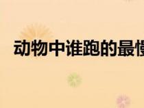 動(dòng)物中誰(shuí)跑的最慢(下列動(dòng)物誰(shuí)跑的最快) 動(dòng)物中誰(shuí)跑的最慢(下列動(dòng)物誰(shuí)跑的最快)