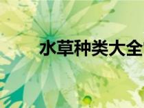 水草種類大全常見(jiàn)（水草種類大全）