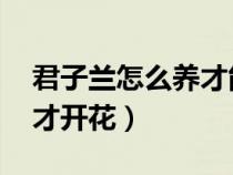 君子蘭怎么養(yǎng)才能開(kāi)花 容易(君子蘭怎么養(yǎng)才開(kāi)花) 君子蘭怎么養(yǎng)才能開(kāi)花 容易(君子蘭怎么養(yǎng)才開(kāi)花)