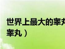 世界上最大的睪丸是什么動物（世界上最大的睪丸）