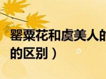 罌粟花和虞美人的區(qū)別在哪（罌粟花和虞美人的區(qū)別）