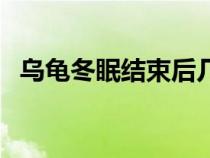 烏龜冬眠結束后幾天可以喂食（烏龜冬眠）