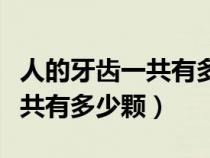人的牙齒一共有多少顆是正常的（人的牙齒一共有多少顆）