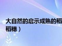 大自然的啟示成熟的稻穗（大自然能給我們?cè)S多啟示成熟的稻穗）