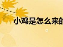 小雞是怎么來的呢（小雞是怎么來的）