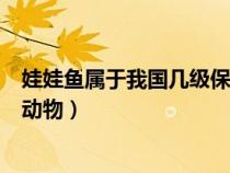 娃娃魚(yú)屬于我國(guó)幾級(jí)保護(hù)動(dòng)物嗎(娃娃魚(yú)屬于我國(guó)幾級(jí)保護(hù)動(dòng)物) 娃娃魚(yú)屬于我國(guó)幾級(jí)保護(hù)動(dòng)物嗎(娃娃魚(yú)屬于我國(guó)幾級(jí)保護(hù)動(dòng)物)