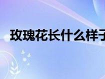 玫瑰花長(zhǎng)什么樣子(玫瑰花的樣子和特點(diǎn)) 玫瑰花長(zhǎng)什么樣子(玫瑰花的樣子和特點(diǎn))