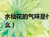 水仙花的氣味是什么味道（水仙花的氣味是什么）
