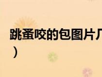 跳蚤咬的包圖片幾天才能消(跳蚤咬的包圖片) 跳蚤咬的包圖片幾天才能消(跳蚤咬的包圖片)